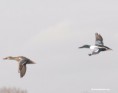 /album/my-local-birding-gallery/shoveller-male-and-female-jpg/
